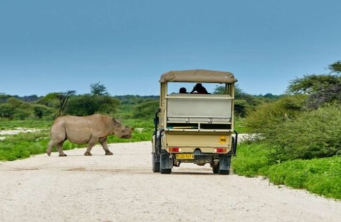 Guided safari game drive departing from Namutoni Resort